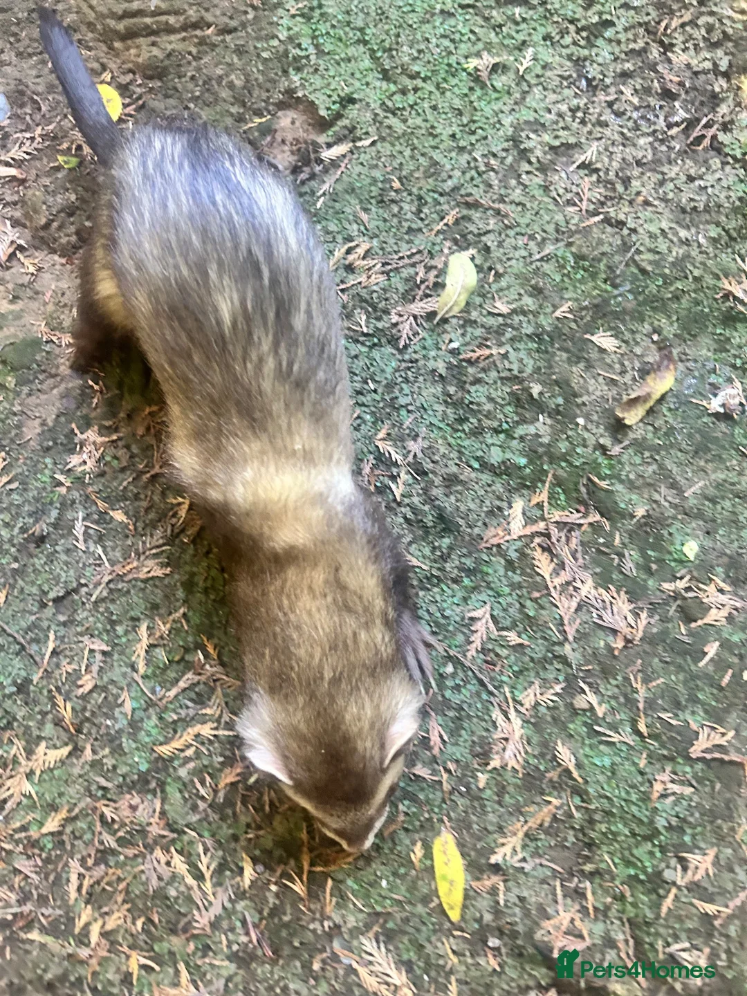 Ferret rodents for sale: Two Boi Ferrets available - Advert 13