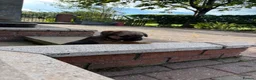 Border Terrier dogs for sale: Border terriers - Advert 3