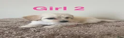 Maltipoo dogs for sale: Six beautiful maltipoo puppies - Advert 6