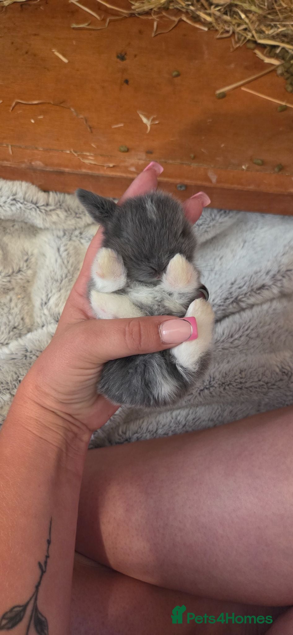 Mini Lop rabbits Mini lop  - Advert 14