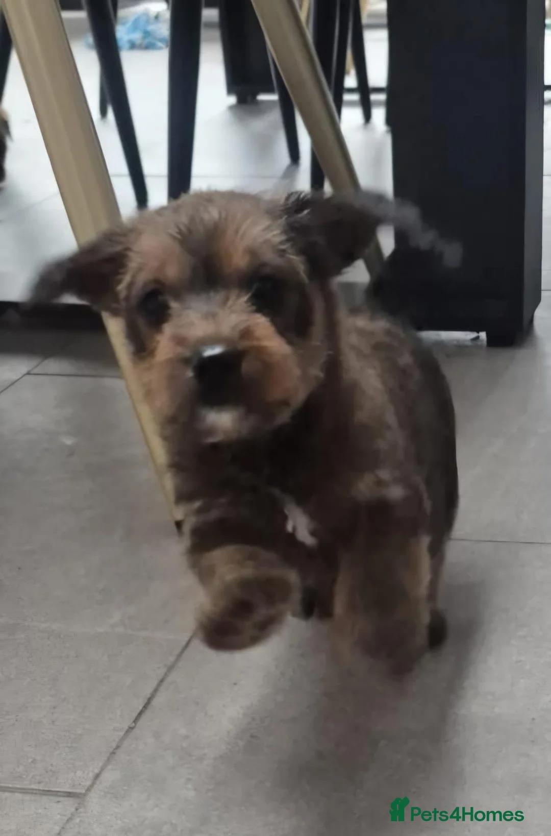 Jackapoo dogs for sale: Jackapoo type pups - Advert 7