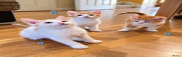 Mixed Breed cats for sale: 🐾 6 Adorable & Playful Kittens - 1 Girl & 5 Boys - Advert 27