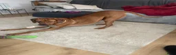Rhodesian Ridgeback dogs for stud: Beautiful Rhodesian Ridgeback to Stud  in Lightwater - Advert 5