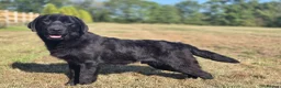Labrador Retriever dogs for sale: 9 Month Old Loving Male Labrador - Advert 4