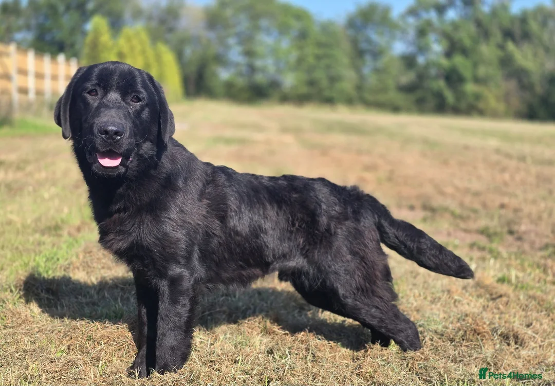 Labrador Retriever dogs for sale: 9 Month Old Loving Male Labrador - Advert 4