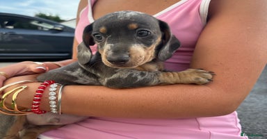 Miniature Dachshund dogs in Luton - Advert 15
