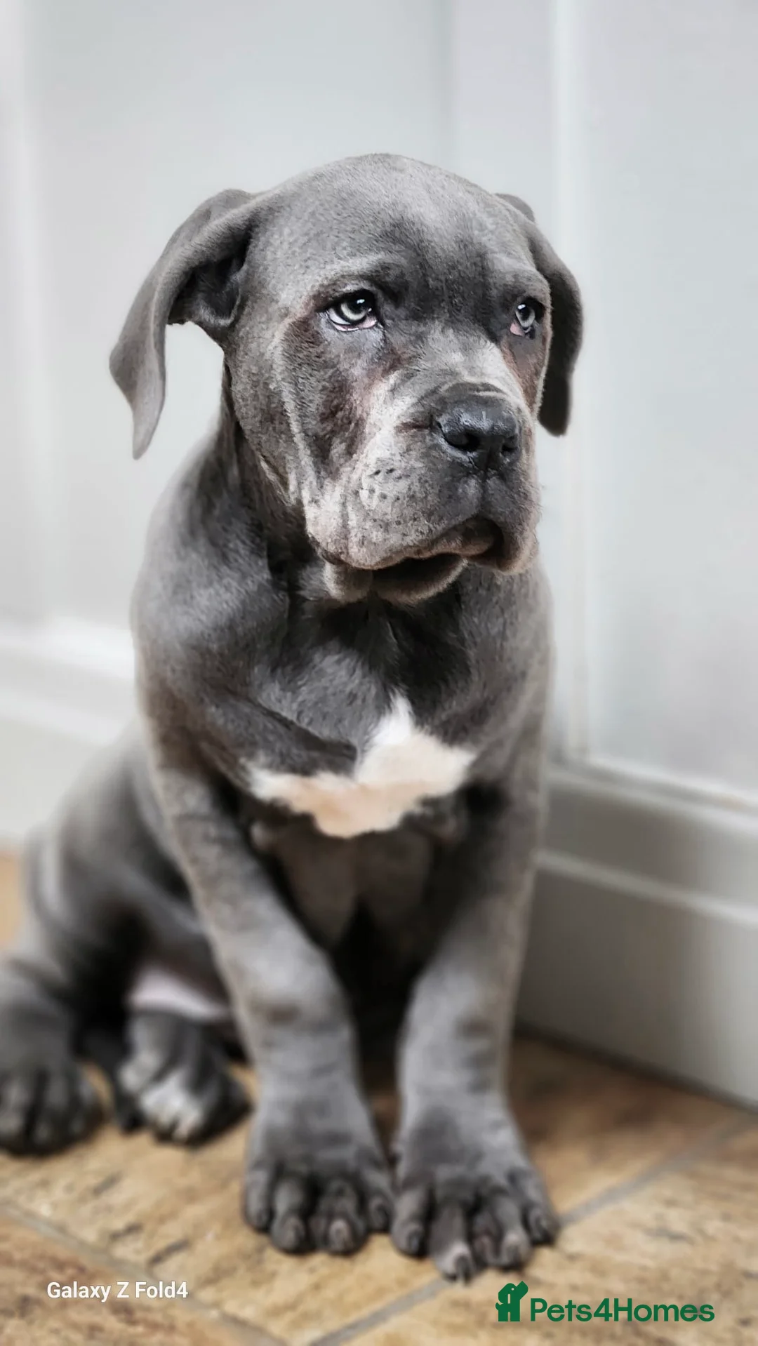 Cane Corso dogs for sale: Champion Blood Line Cane Corso Puppies - Advert 3