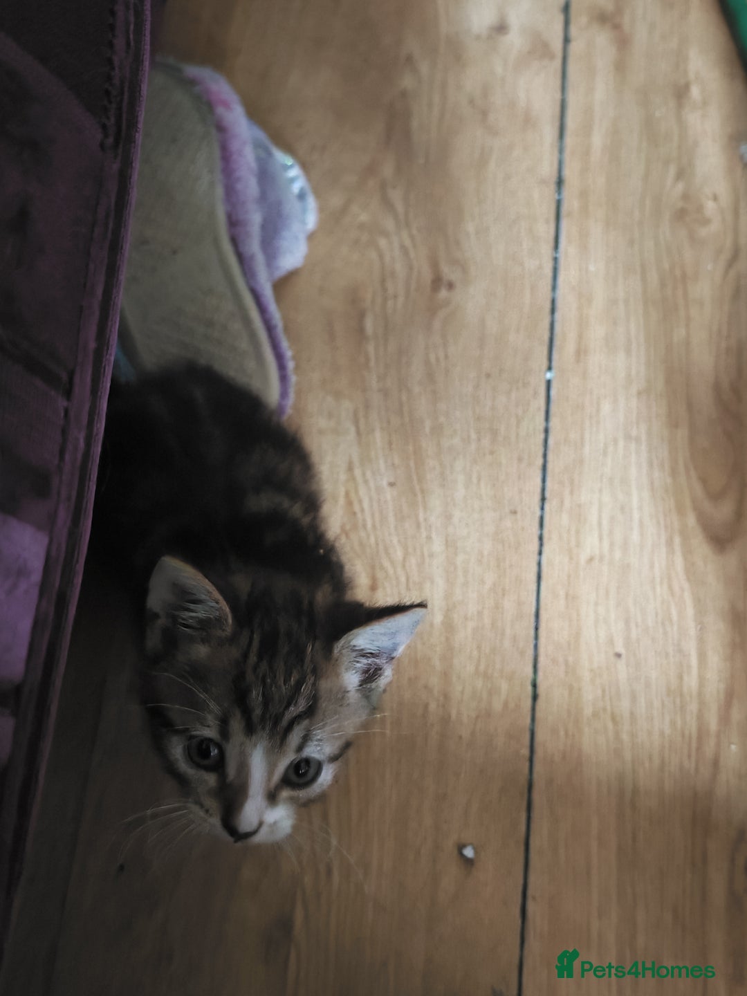 Khao Manee cats for sale: Mixed price Khao Manee kittens  - Image 27