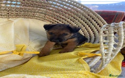 Lakeland Terrier dogs for sale: Lakeland terrier  - Image 6