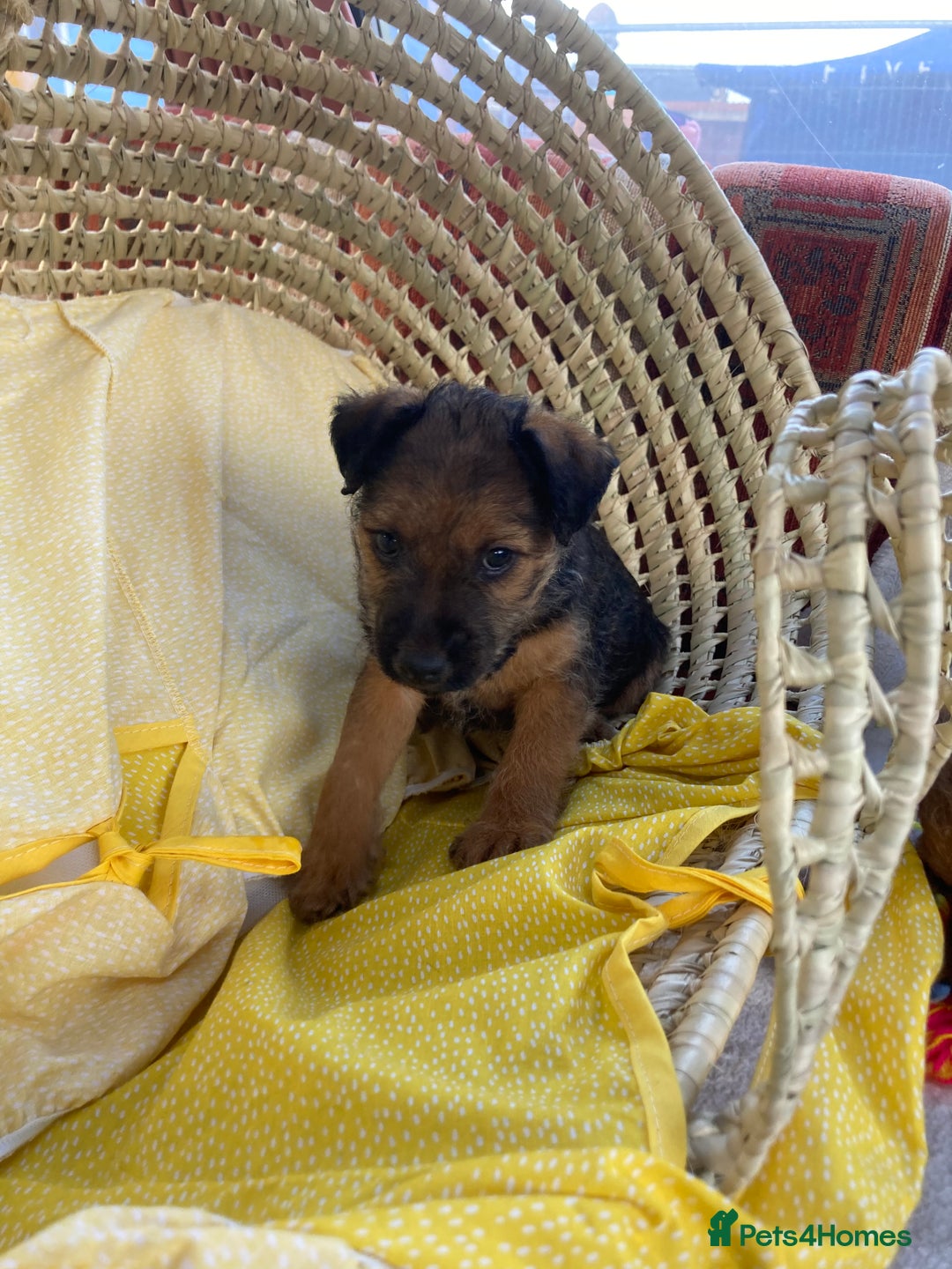 Lakeland Terrier dogs for sale: Lakeland terrier  - Image 6