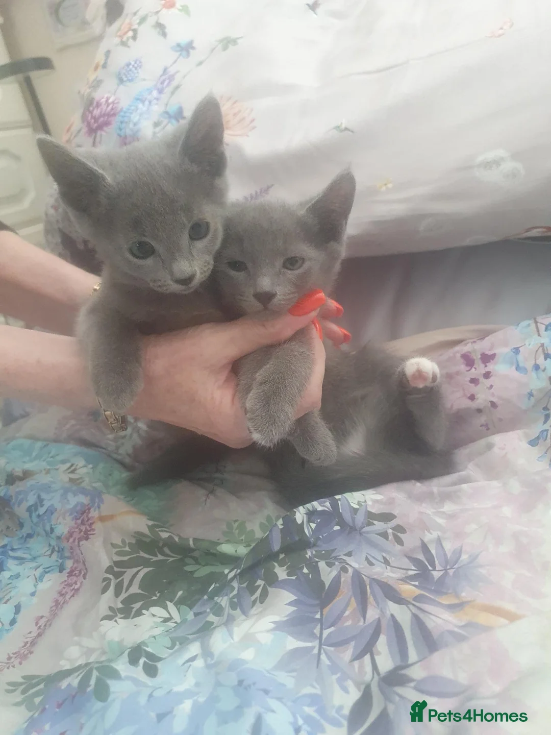 Russian Blue cats for sale: Gorgeous GCCF registered kittens. - Advert 2
