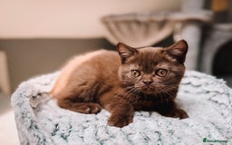 British Shorthair cats for sale: Last Blue boy British shorthair kitten GCCF - Image 12