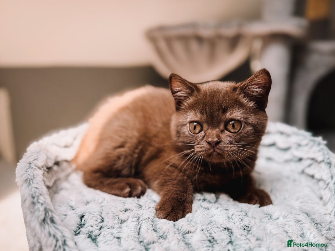 British Shorthair cats for sale: Last Blue boy British shorthair kitten GCCF - Image 12