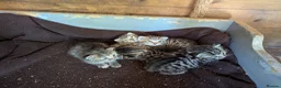 Mixed Breed cats for sale: Gorgeous Bengal X Kittens - Advert 4
