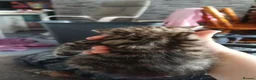 Domestic Shorthair cats for sale: For gorgeous male kittens - Advert 10