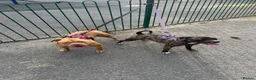 American Bully dogs for sale: American bully and staffy cross for sale-600 in Pontypridd - Advert 4