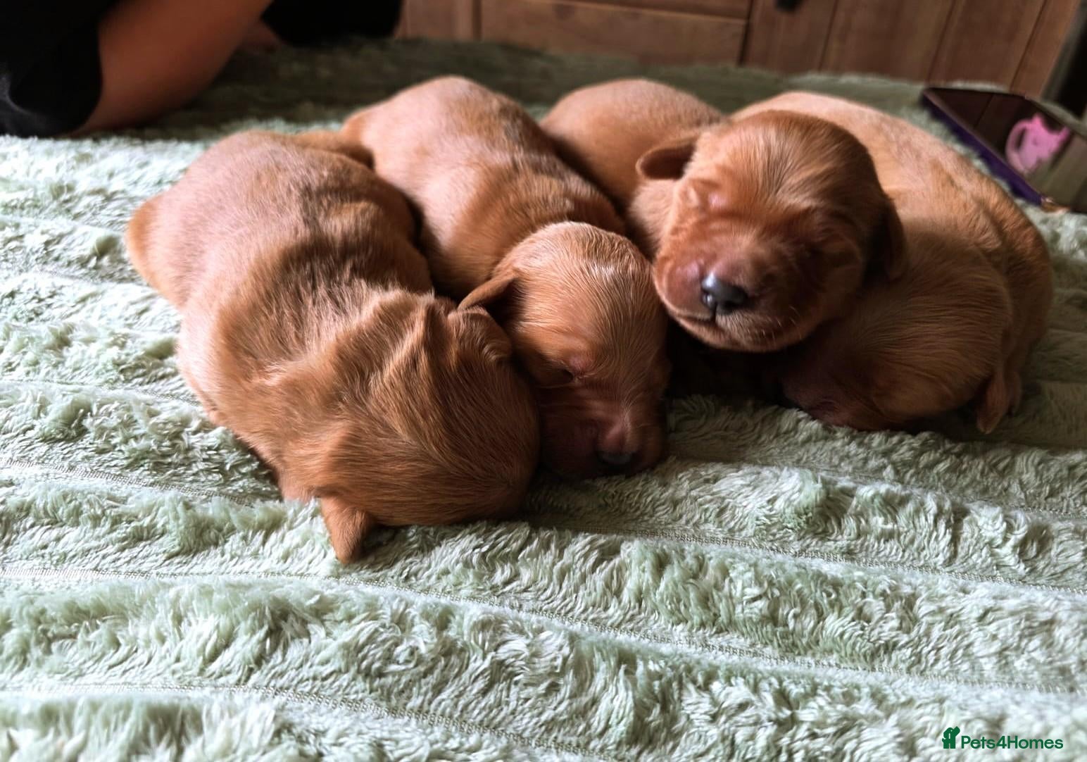 Golden Retriever dogs 🌟 Beautiful Dark Golden Retriever Puppies 🌟 - Advert 1