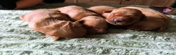 Golden Retriever dogs for sale: 🌟 Beautiful Dark Golden Retriever Puppies 🌟 - Advert 1