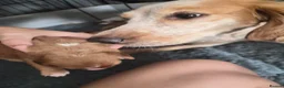 Cocker Spaniel dogs for sale: KC, Docked legally working Cocker Spaniels - Advert 15