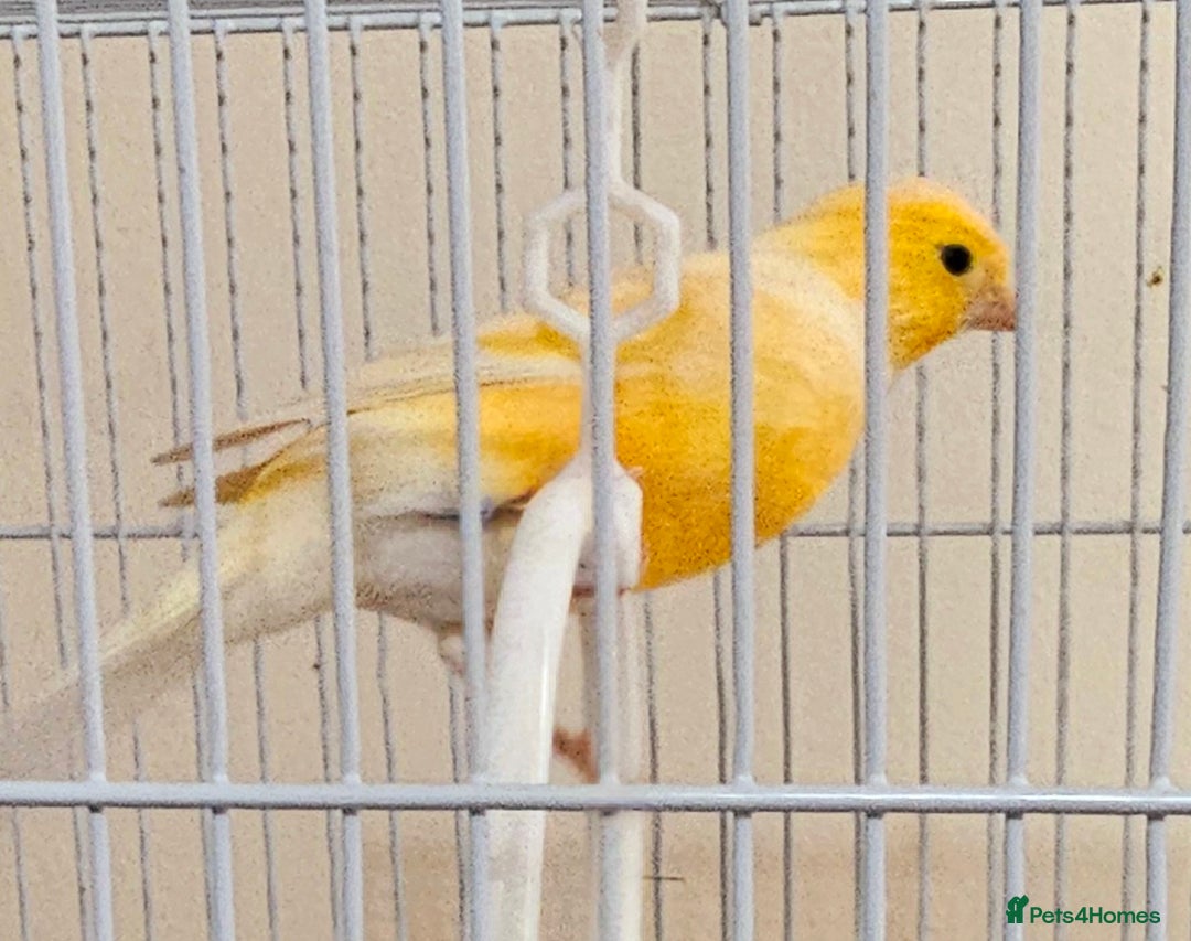 Canaries birds for sale: Stunning Canaries with cage - Image 3