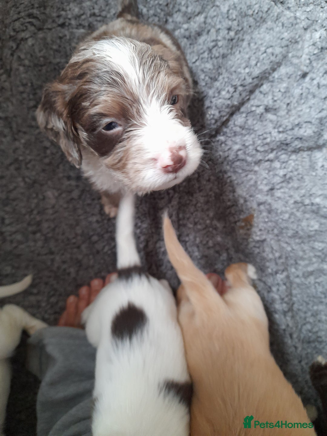 Sproodle dogs for sale: Gorgeous Sproodle Pups. - Image 28