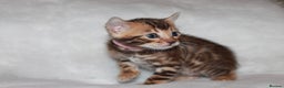 Bengal cats for sale: Gorgeous TICA Bengal Kittens - Ready 15/01/2026 - Advert 16