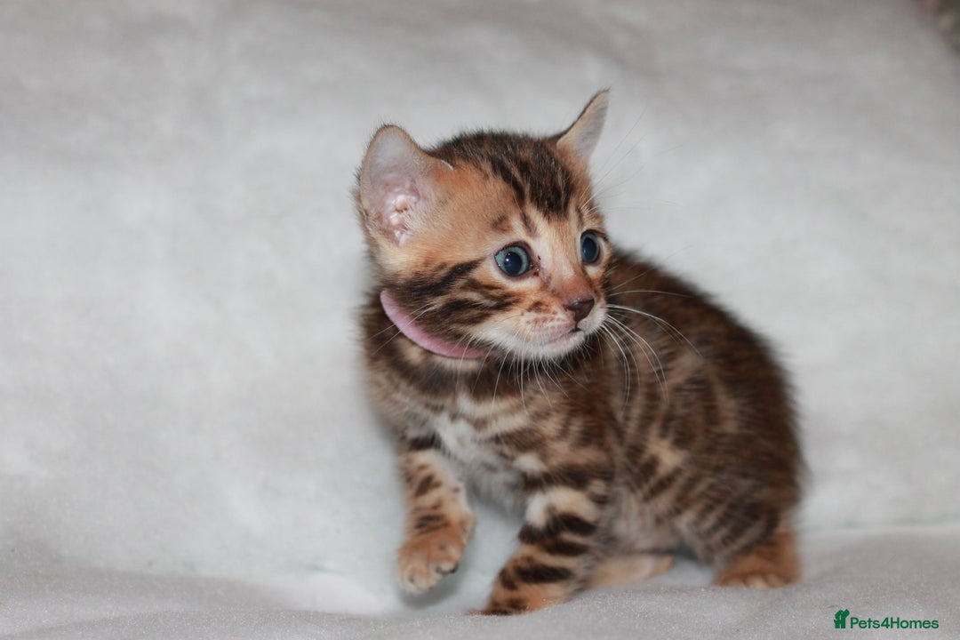 Bengal cats for sale: Gorgeous TICA Bengal Kittens - Ready 15/01/2026 - Advert 16