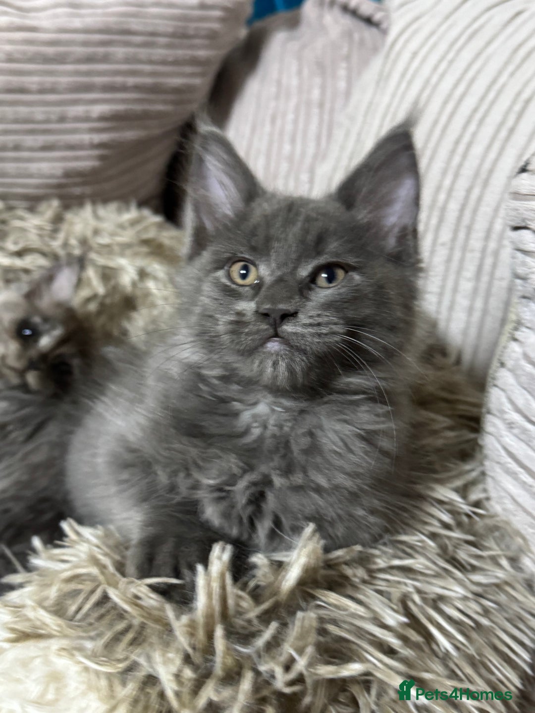 Maine Coon cats for sale: Adorable pure breed Maine coon Kittens’s for sale - Advert 23