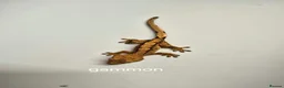 Gecko reptiles for sale: Baby Crested Geckos  - Advert 7
