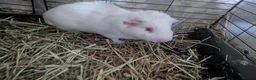 Guinea Pig rodents for sale: Four male guinea pigs - Advert 2
