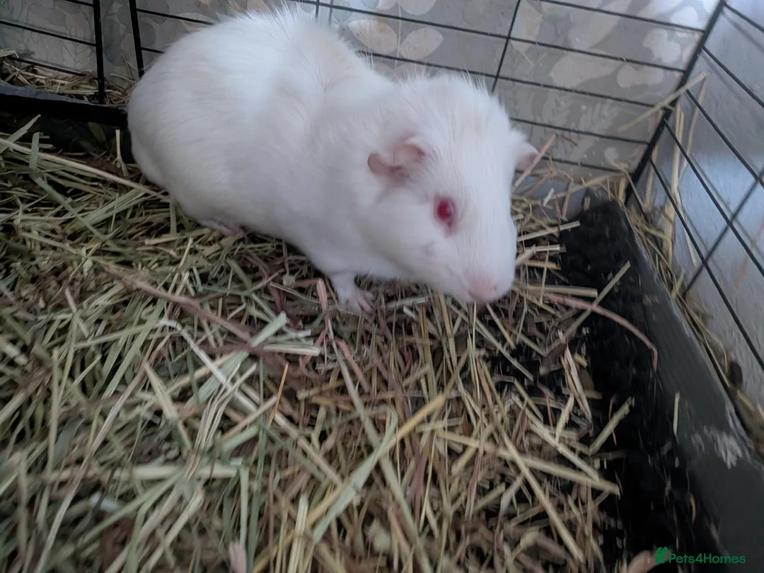 Guinea Pig rodents for sale: Four male guinea pigs - Advert 2