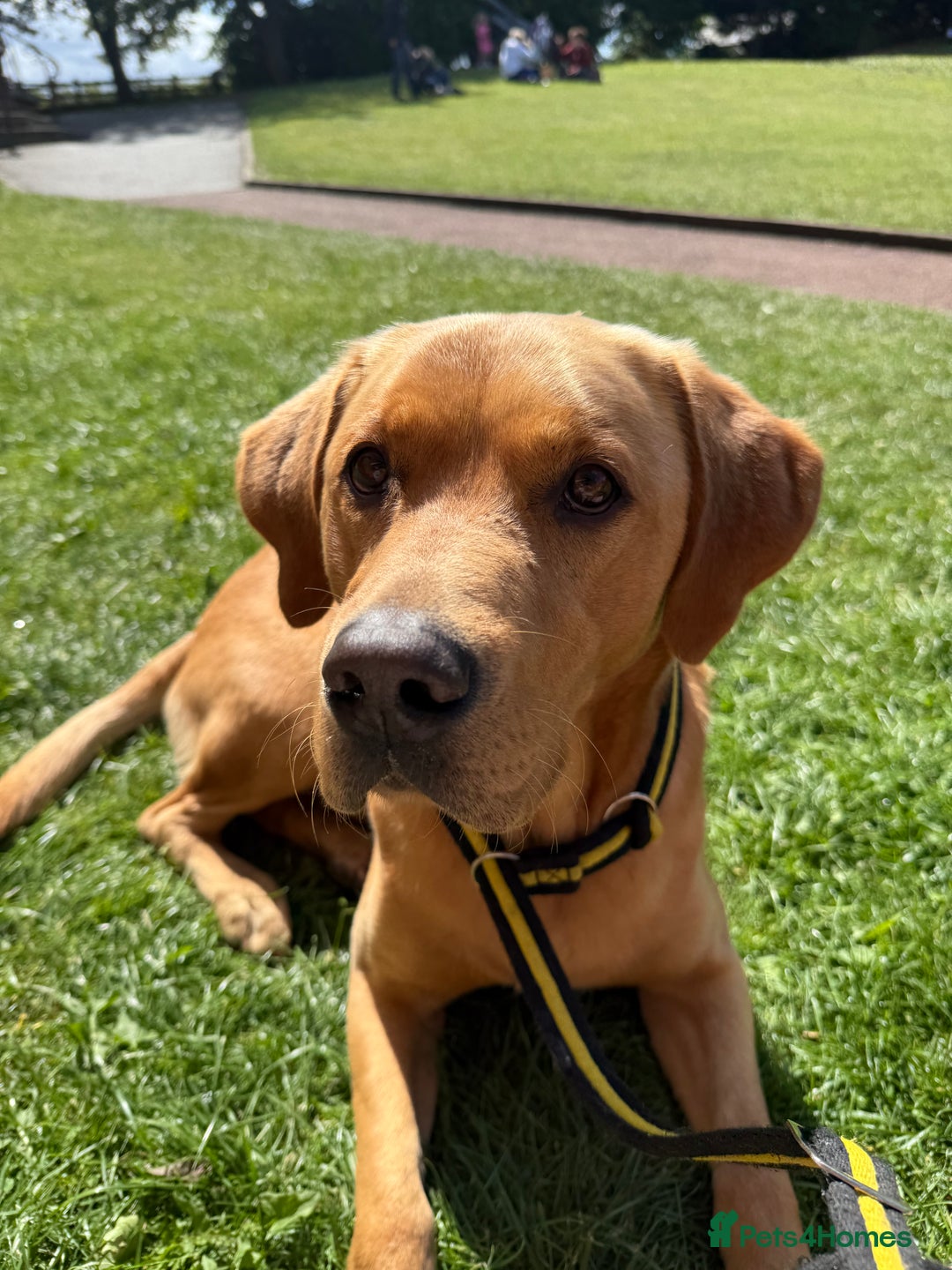 Labrador Retriever dogs for stud: KC reg fully health tested, gorgeous Lab for stud. - Advert 5