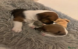 Jack Russell dogs for sale: 2 mini pure jack russel pups - Advert 5