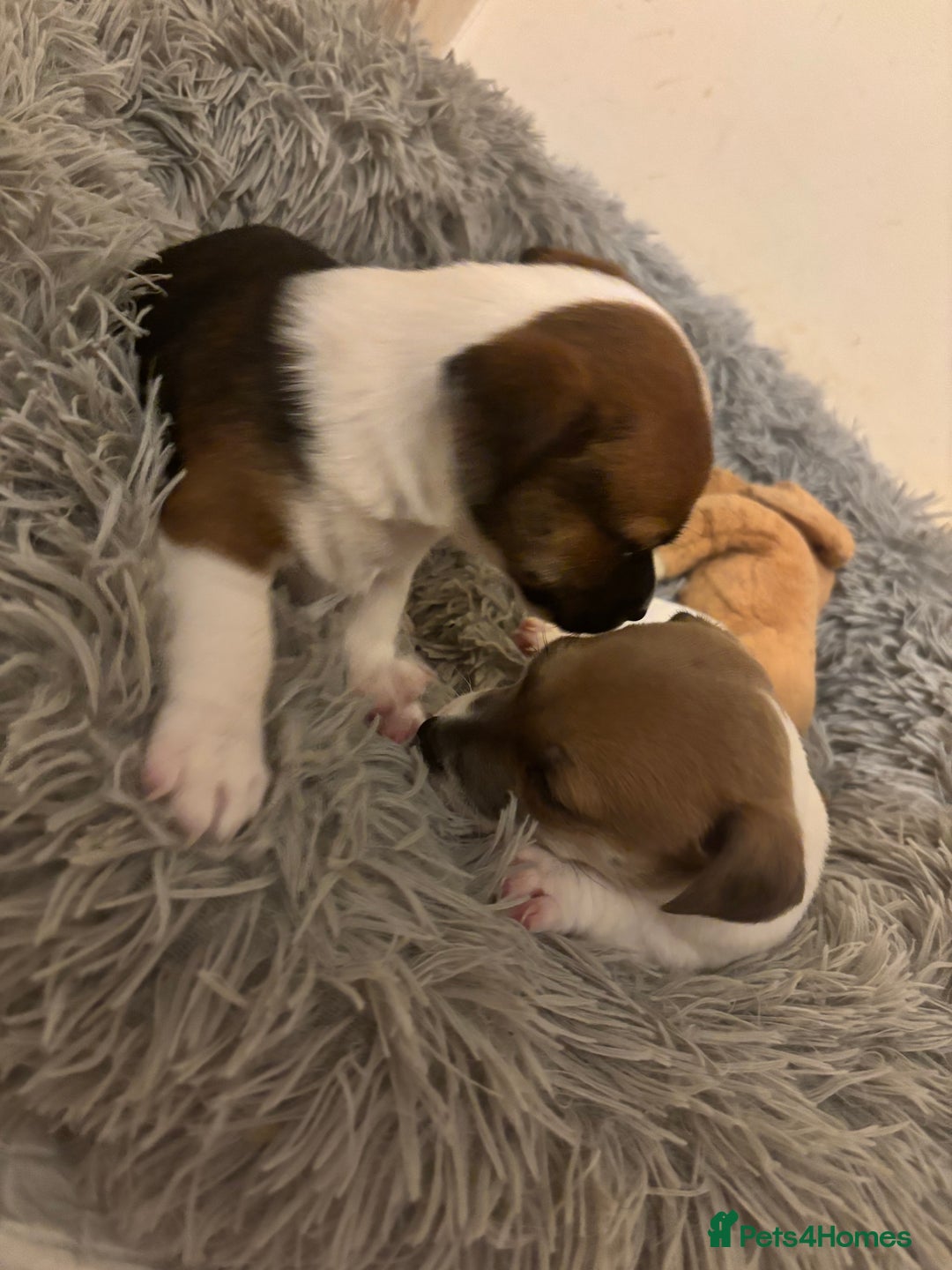 Jack Russell dogs for sale: 2 mini pure jack russel pups - Advert 5