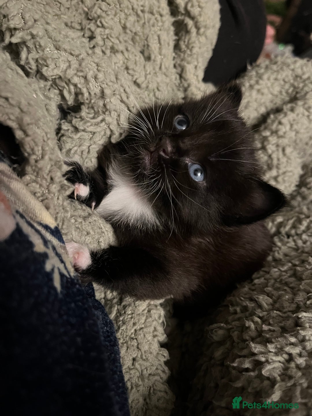 British Shorthair cats for sale: Two gorgeous male kittens - Advert 3