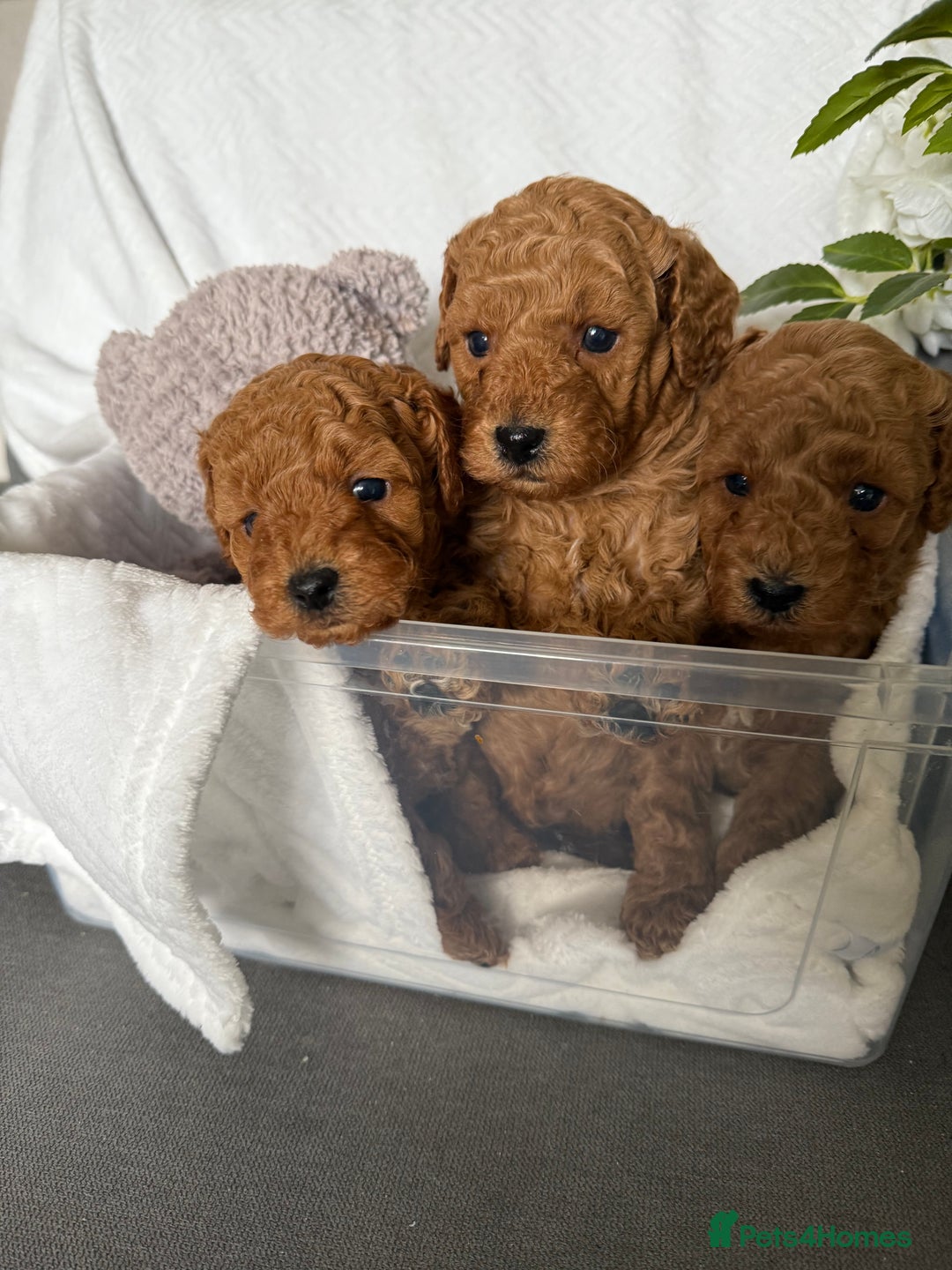 Cavapoo dogs for sale: F1B cavapoo puppies - Image 22
