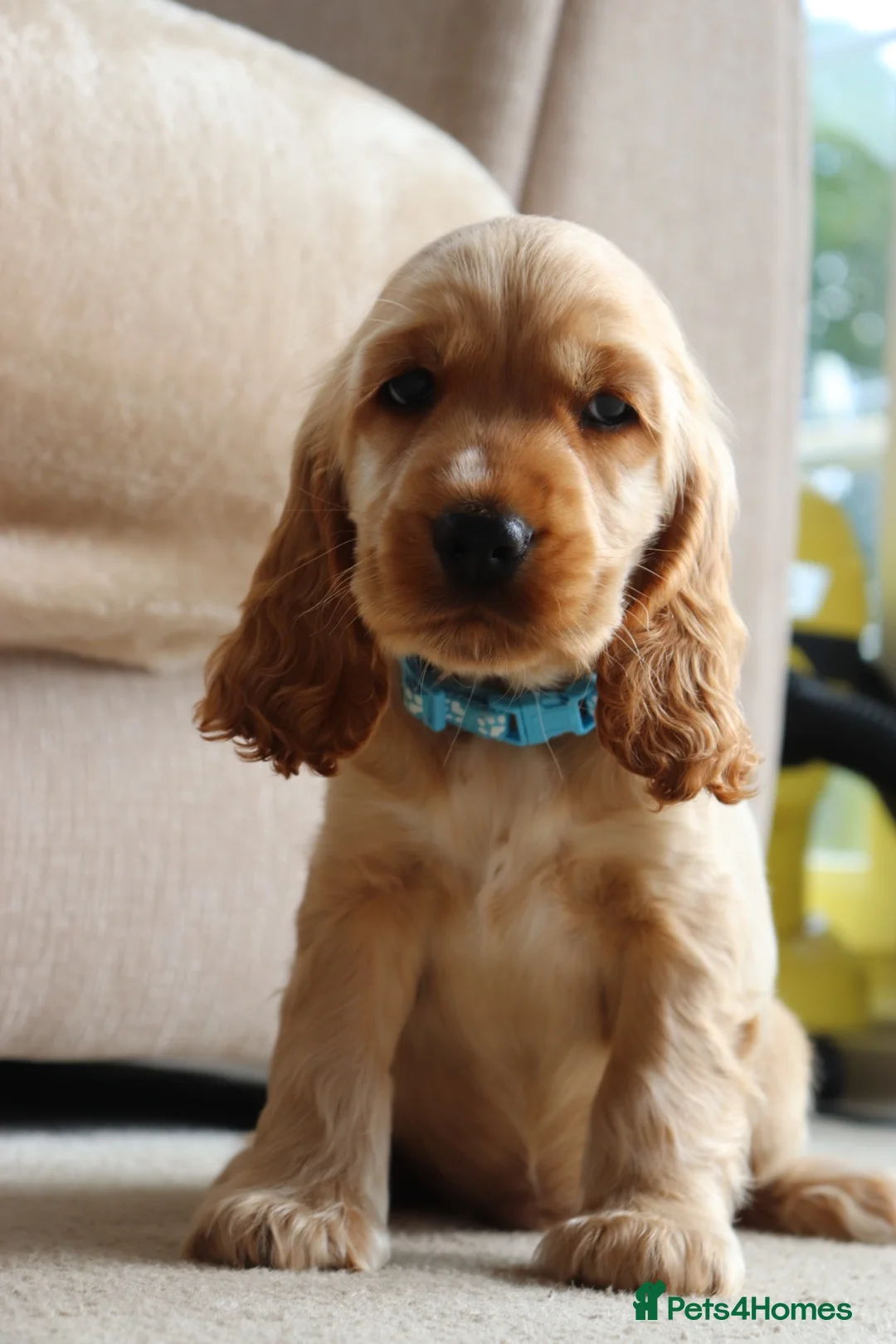 Cocker Spaniel dogs for sale: Kc show cocker spaniels  - Advert 1