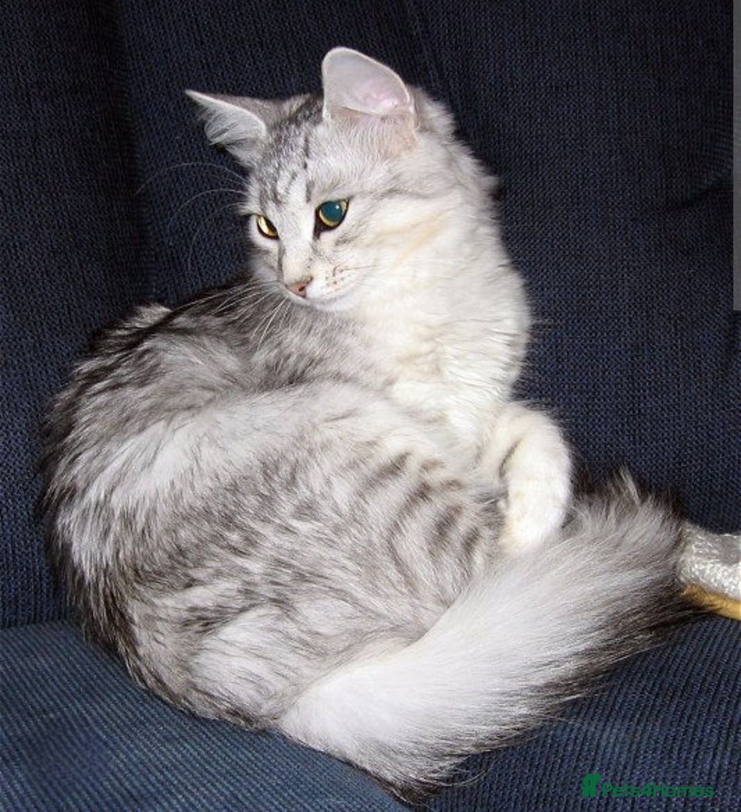 Mixed Breed cats for sale: Beautiful male kitten - Image 4