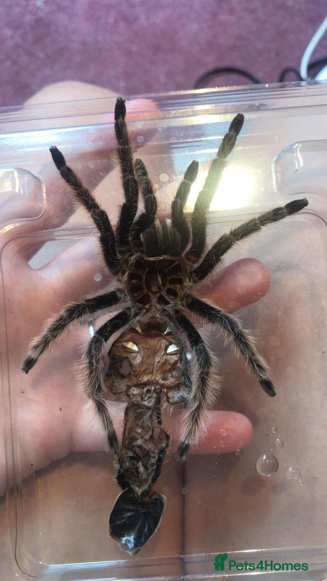 Tarantulas invertebrates for sale: Adult Female Tliltocatl albopilosus - Image 4