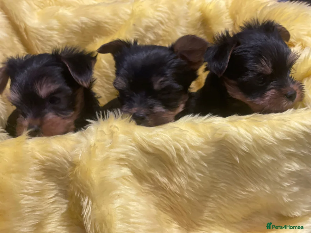Yorkshire Terrier dogs for stud: PROVEN KC reg 2.5kg experienced STUD boy in Newton-le-Willows - Advert 18