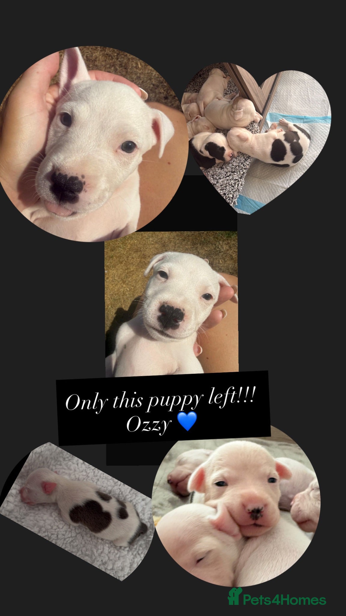 Mixed Breed dogs Beautiful American Bully x Staffy Puppies - Advert 1