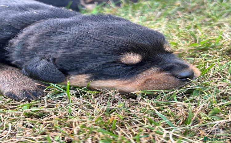 Rottweiler dogs - Advert 1