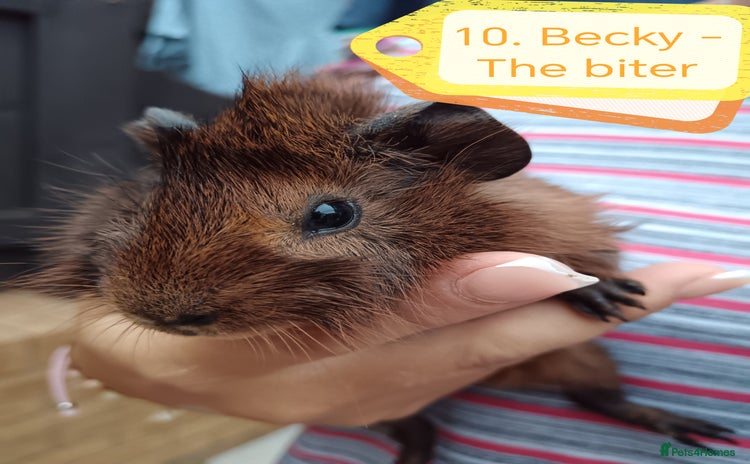 Guinea Pig rodents - Advert 11