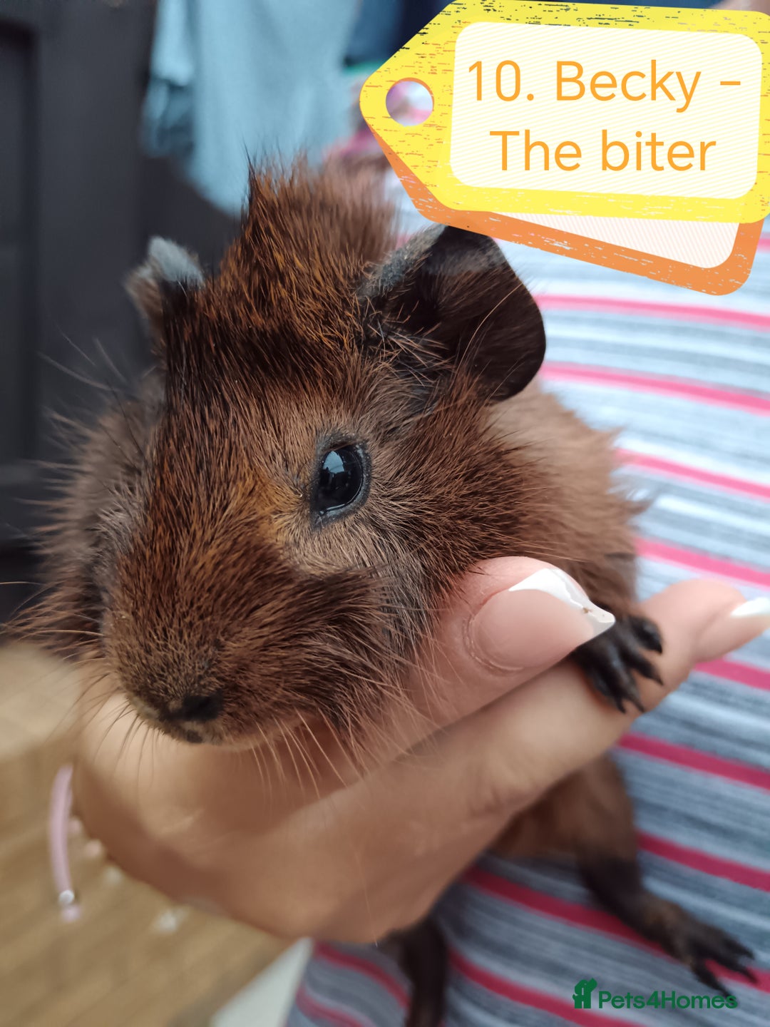Guinea Pig rodents for sale: Abyssinian female guinea pigs for sale  - Image 1