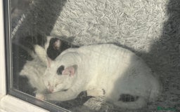 Arabian Mau cats for sale: Zayn & Rafa - Rescue Arabian Maus - Image 3