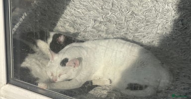 Arabian Mau cats - Advert 12