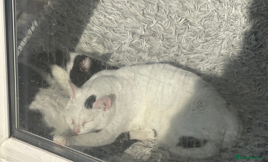 Arabian Mau cats for sale: Zayn & Rafa - Rescue Arabian Maus - Image 3
