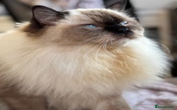 Ragdoll cats for sale: Fluffy Blue-Eyed Ragdolls Kittens Ready  - Image 13