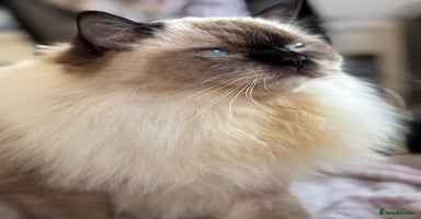 Ragdoll cats - Advert 14
