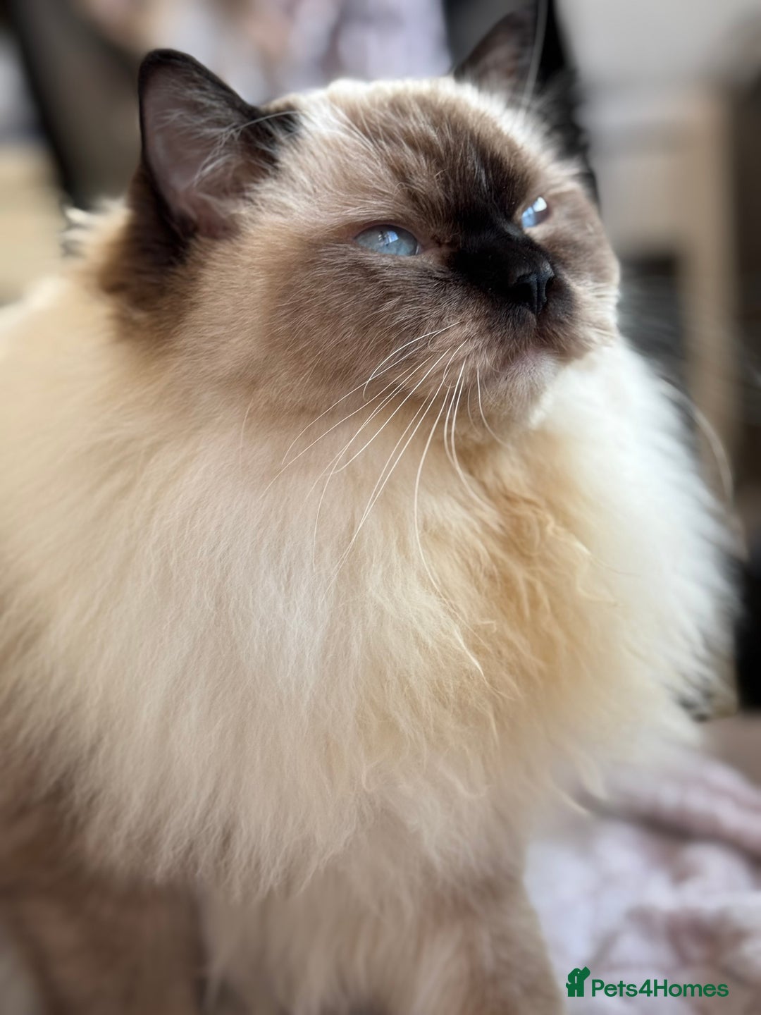 Ragdoll cats for sale: Fluffy Blue-Eyed Ragdolls Kittens Ready  - Image 13